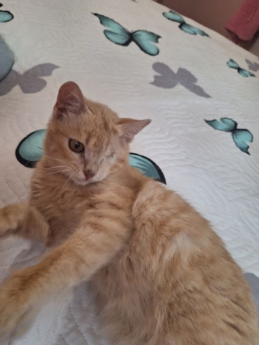 Подарявам коте на сериозни хора