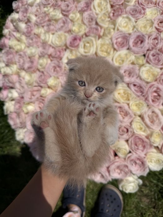 Скотиш фолд девочки