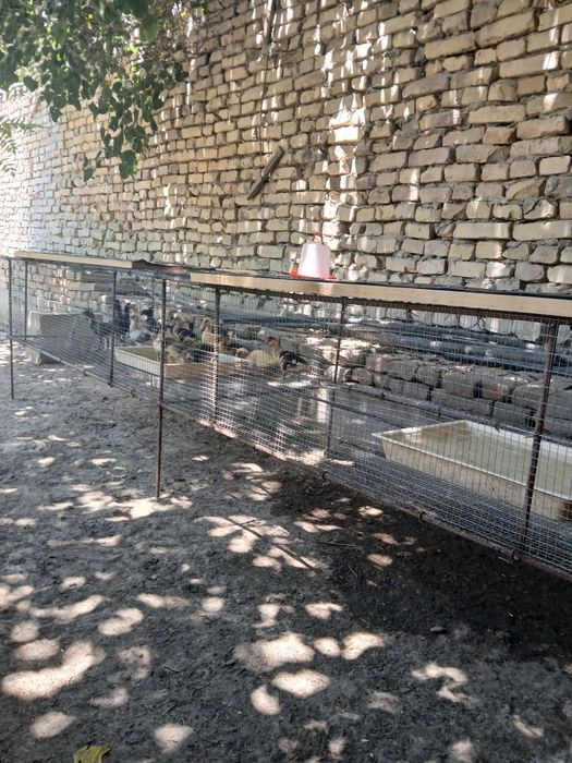 Товук катак ва куён катак тахлаб берамиз