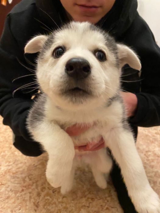 Мальчик и девочка - щенки от мамы хаски