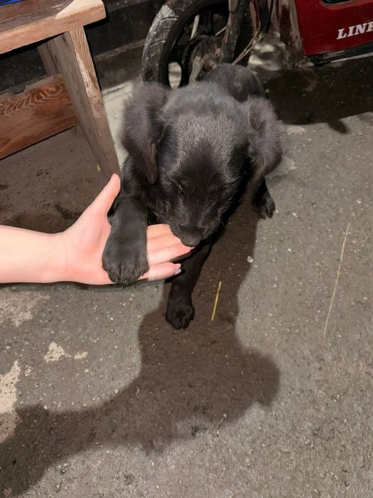 Девочка охотник 5000