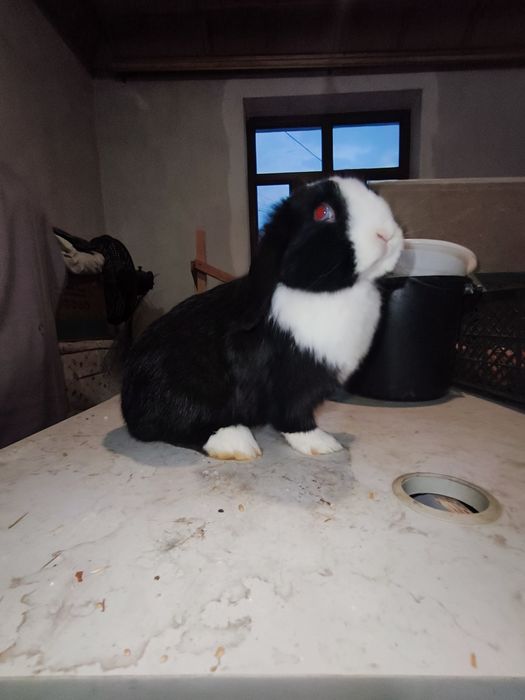 Karlik baran samka quyon sotiladi