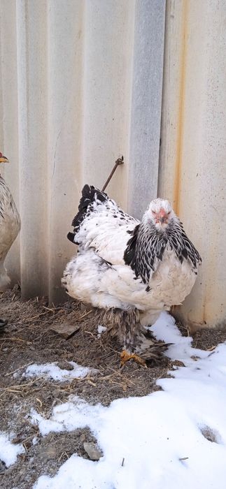 Xoroz va tovuq brama ulgurib qoling