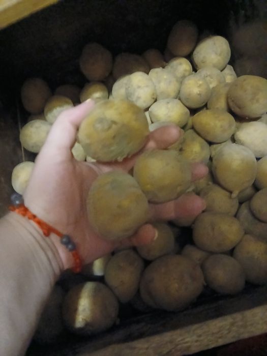 Продам картофель фдомашний