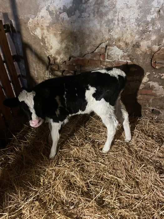 Vitel baltat de o saptamana