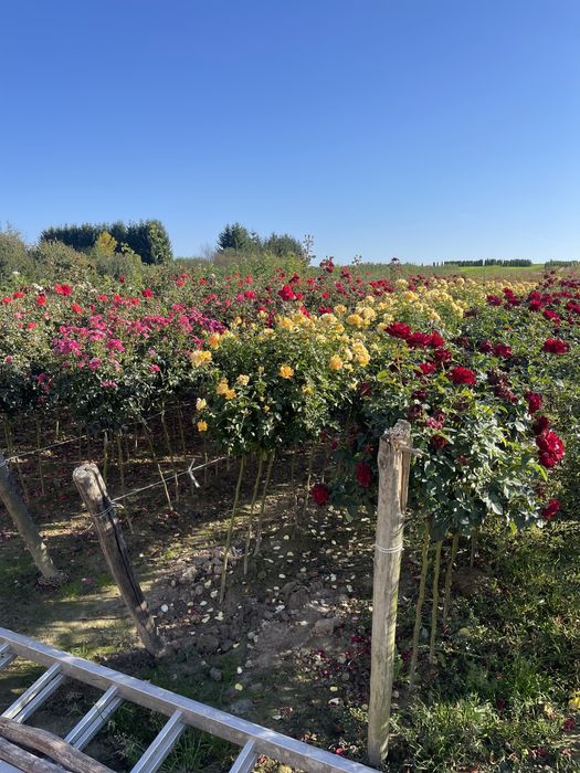 Tuia și Brazi albi Vindem și Angro