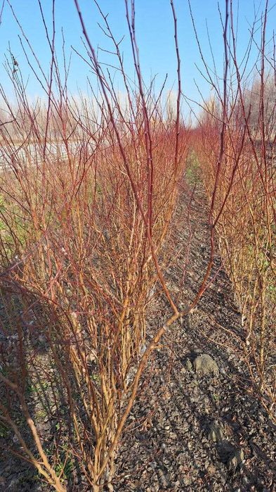 Турли хилдаги мевали дарахтларнинг кучатлари