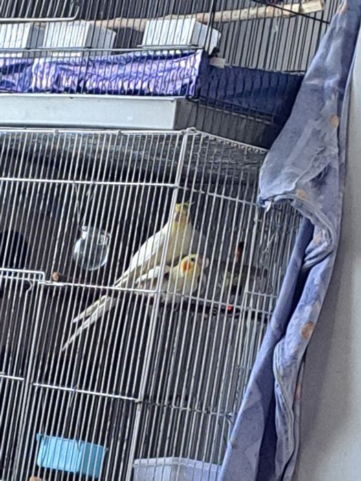 Продам молодую пару корелл ещё потомство не приносили.