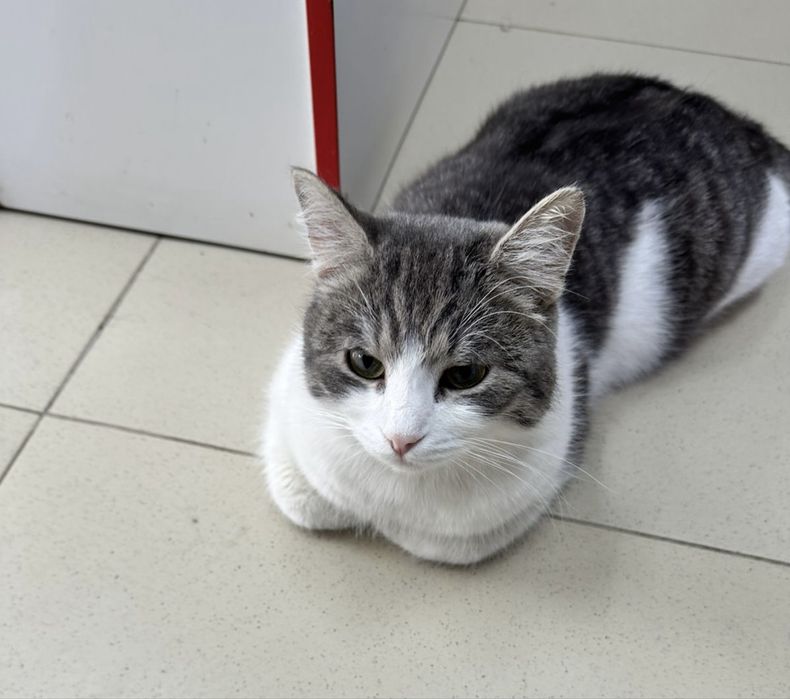 Ищу хозяев для Мурзика, кот, кастрирован!