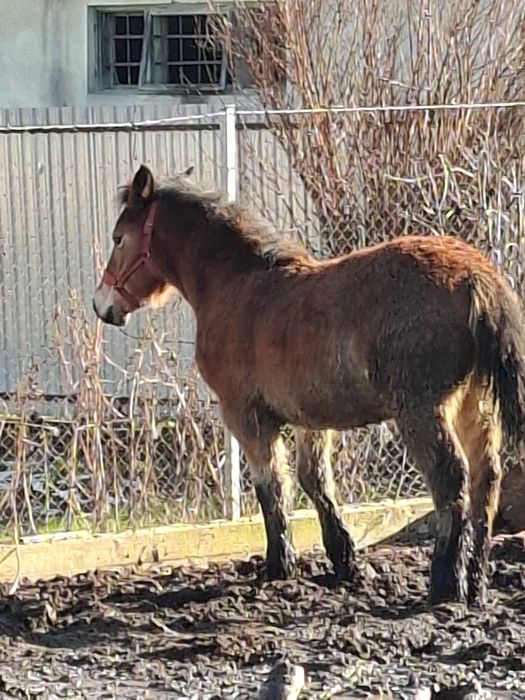 De vanzare manz si manza