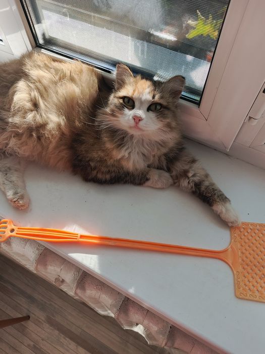 Отдам в самые добрые руки кошку .