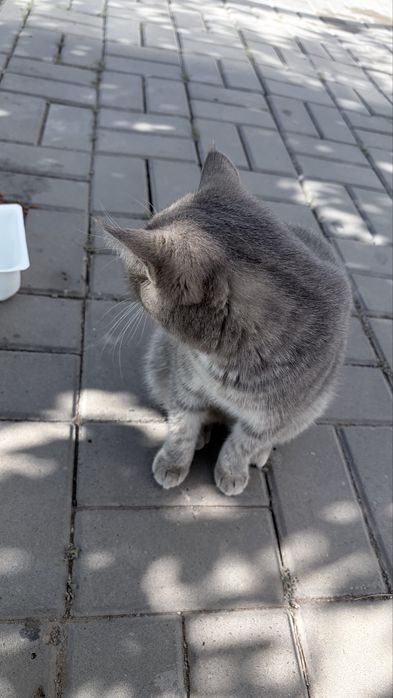 Котик пародистый очень красивый ласковый