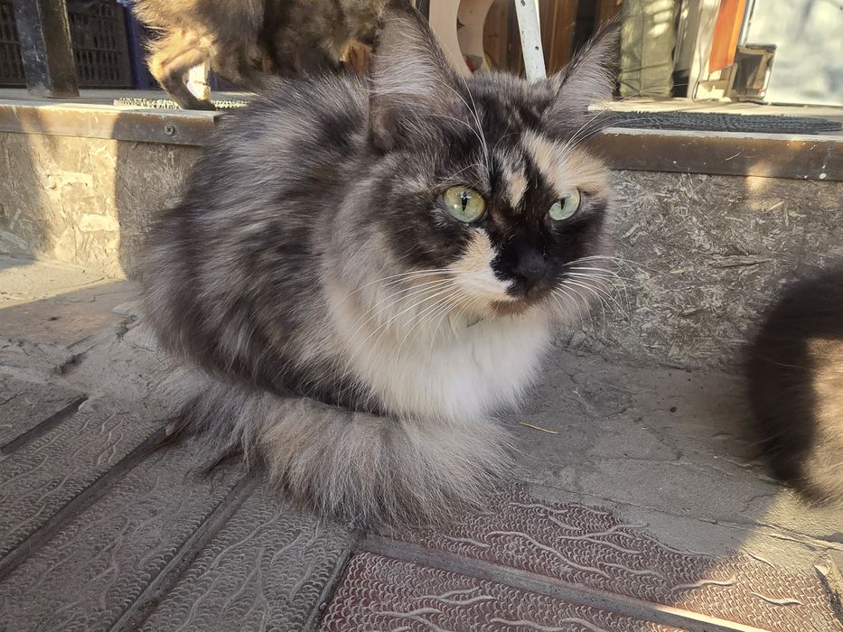 Отдам кошку бесплатно