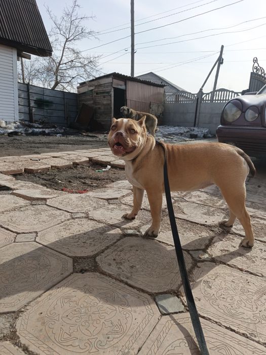 Продам американского Буля