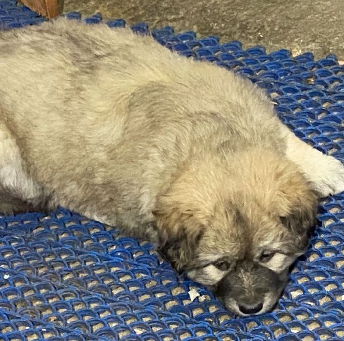 Отдам щенков в хорошие руки