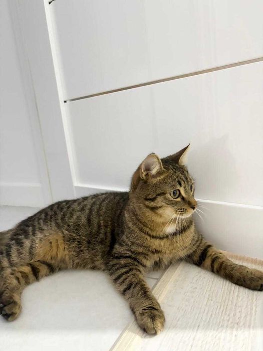 Кастрированный котик