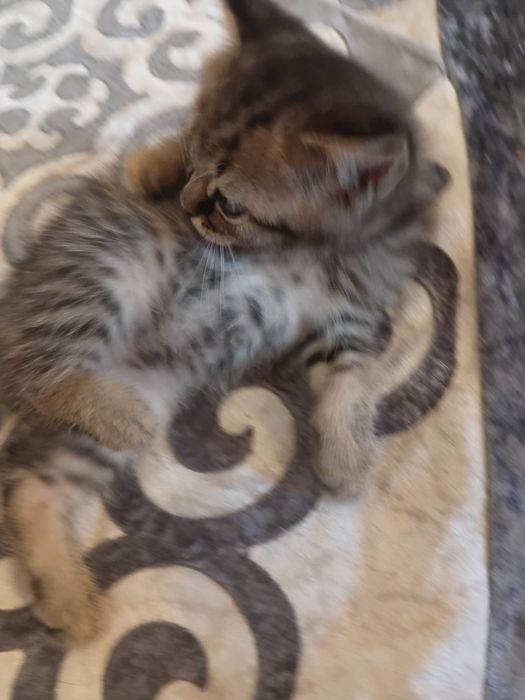 Британский котята