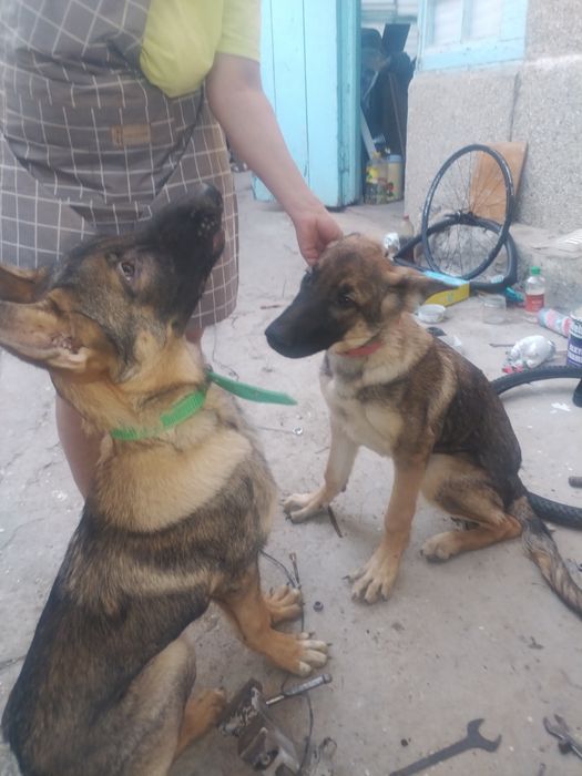 Продаются щенки восточно-европейской овчарки.