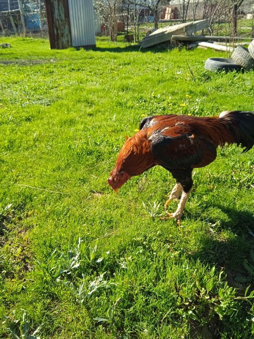 Қораз сатылады бабақ