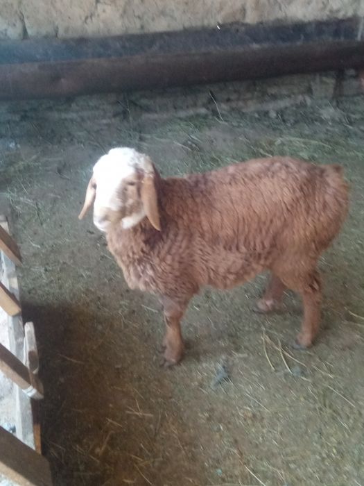 Қозы сатылады продаю