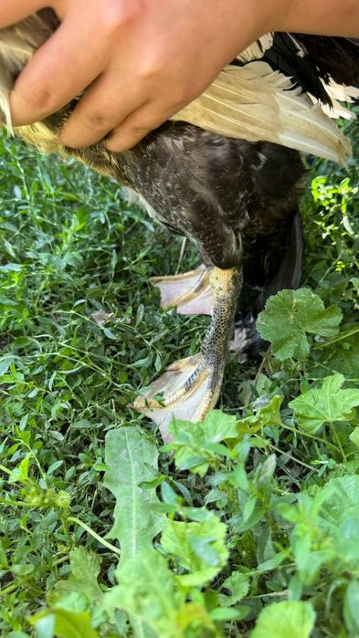 Продам утка срочно!2шт