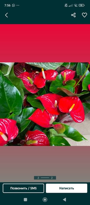 Продам комнатные цветы