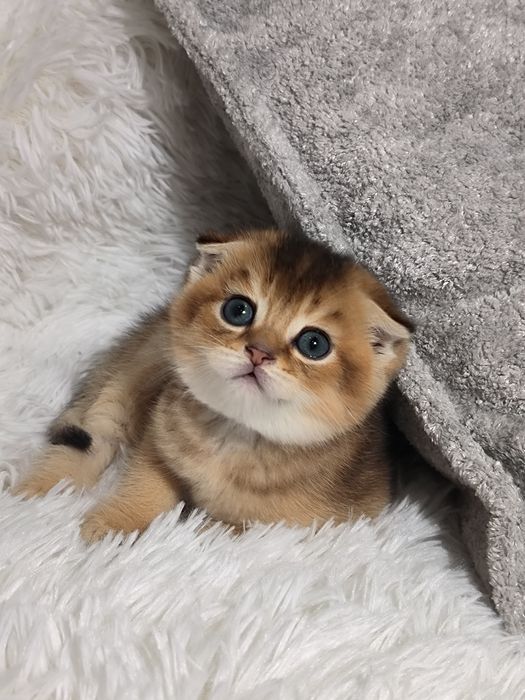 Котята чистокровные