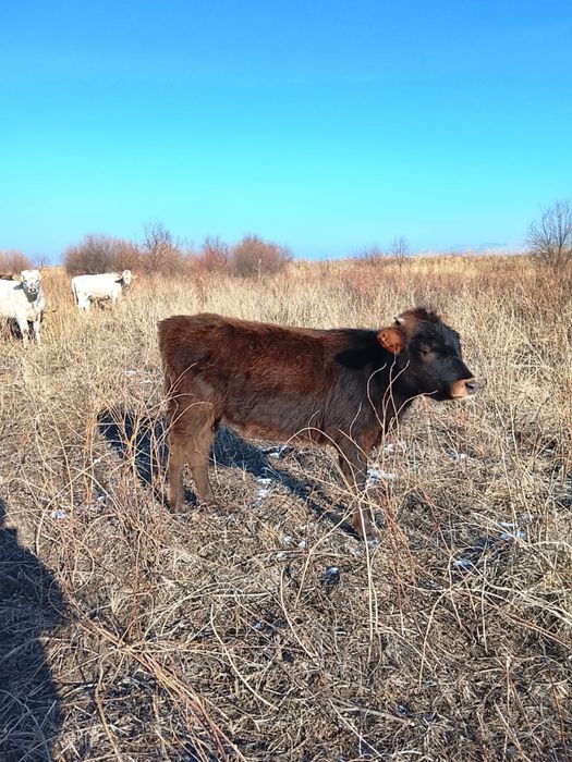 Продается телочка тайынша сатылады