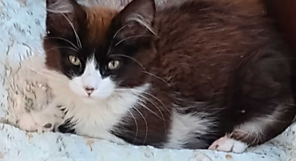 Подарявам черно бяло мъжко котенце