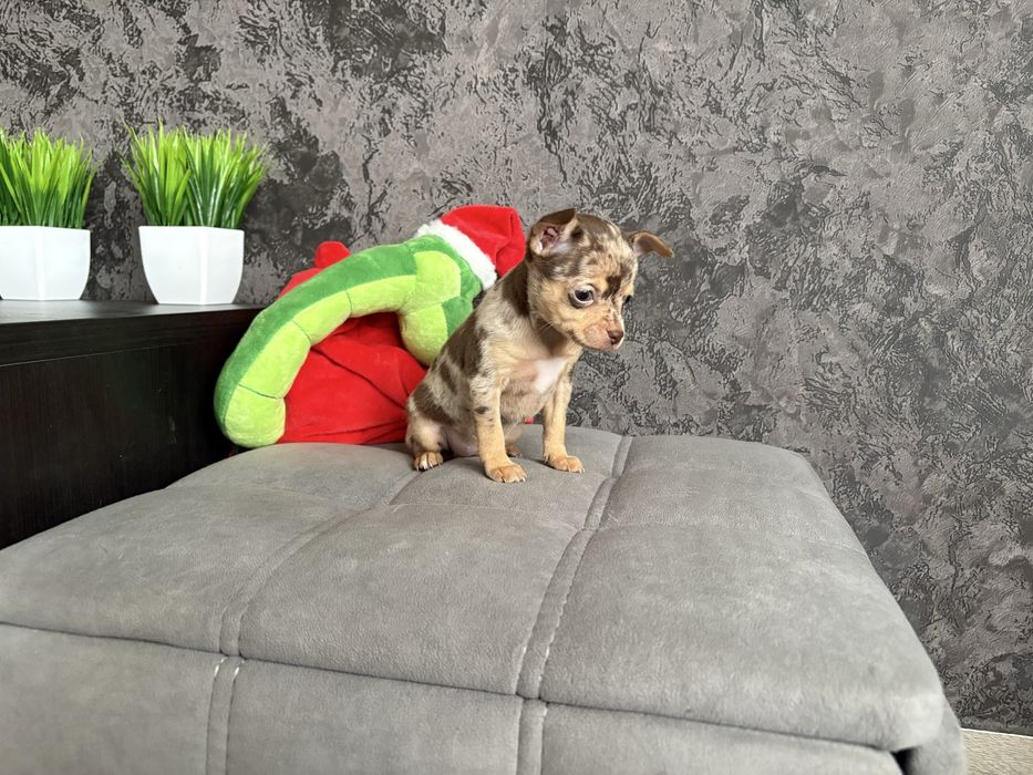 Щенки русского тоя