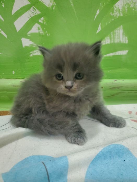 2 oylik juda quvnoq va chaqqon soğlom chista parodali mushuklar sotila