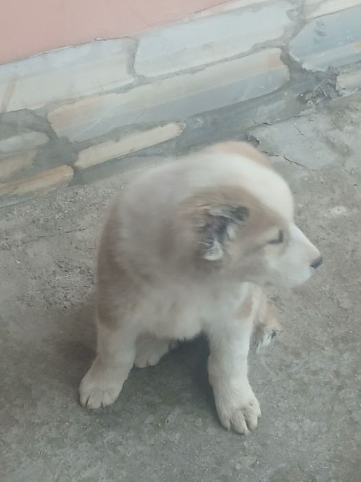 Алабай еркак  ...