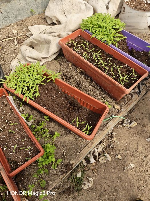 Разсад домати с уникални вкусови качества