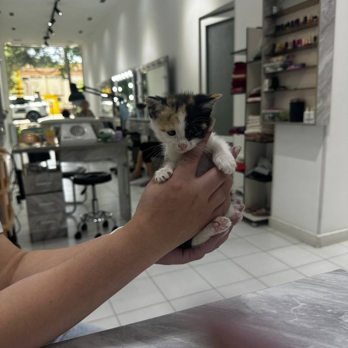 КОТЯТА  в добрые и ответственные руки