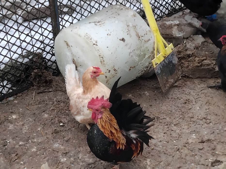 Vând oua incubat și pui din rasele serama, padoane, chaboo, italiene. Curca