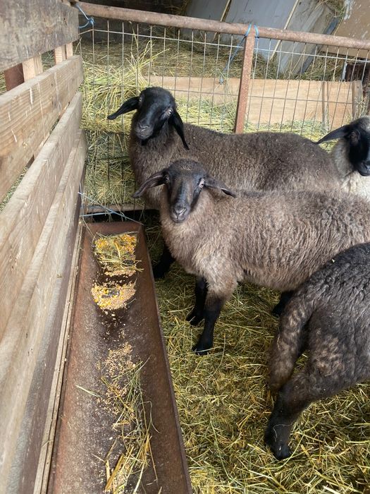 Vând miei   rasa carabaș