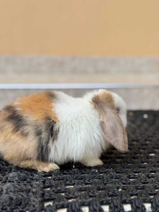 Кроллик Quyon Rebbit