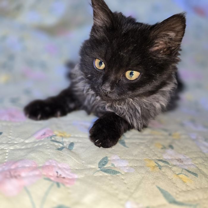 Шикарный котёнок