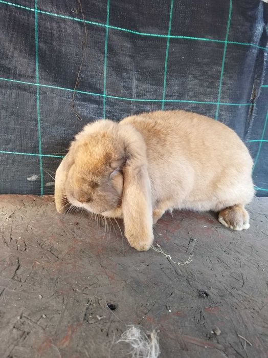 Iepurita berbec matura