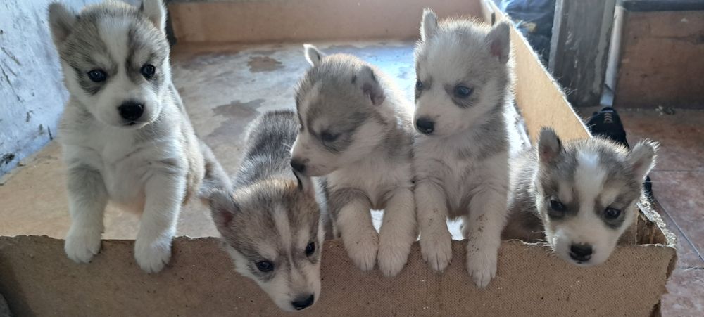 Продам щенков хаски