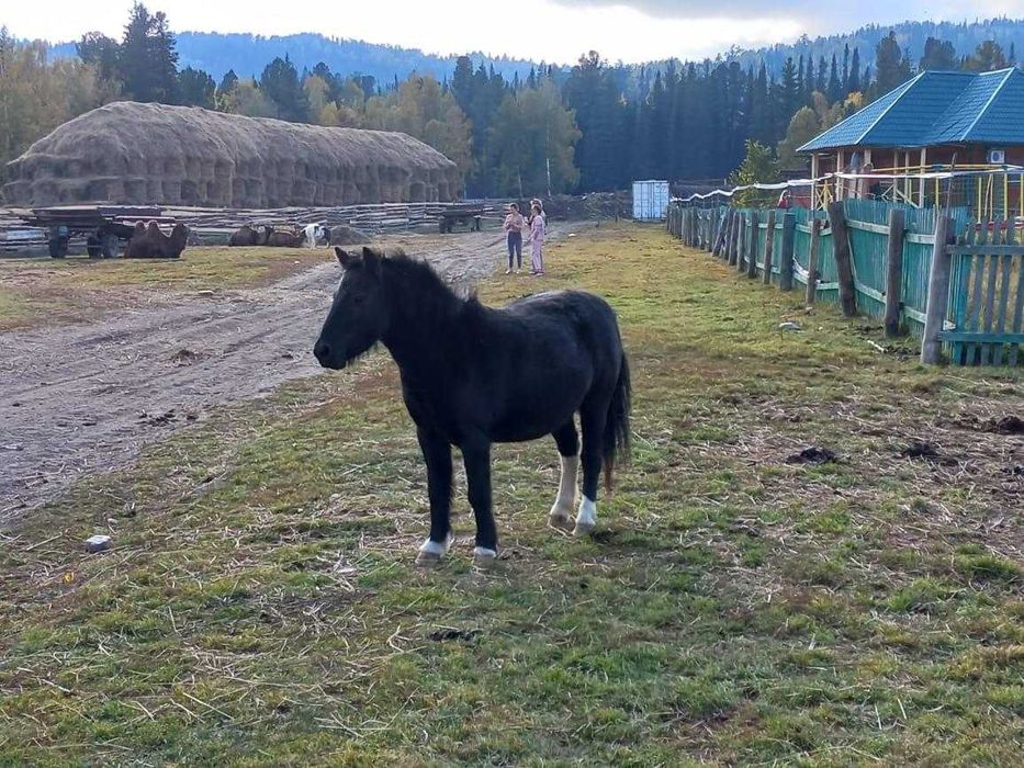 Продам породистых пони