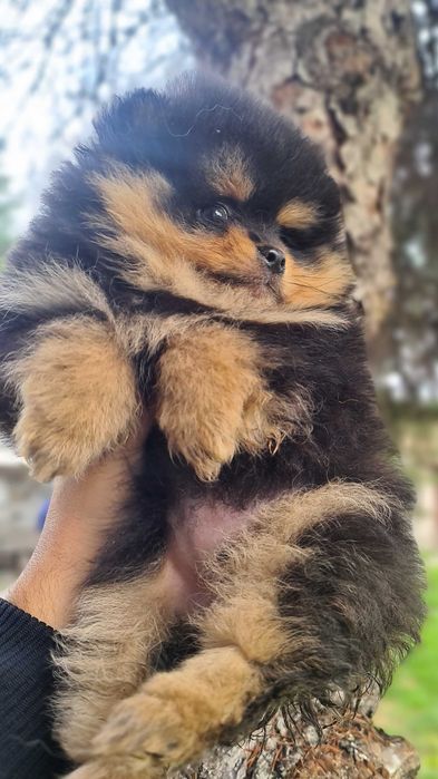 Померан померан.