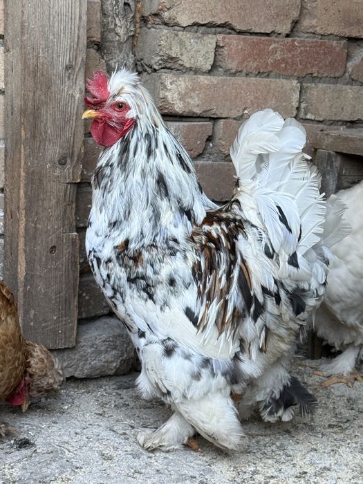 Разплодени яйца