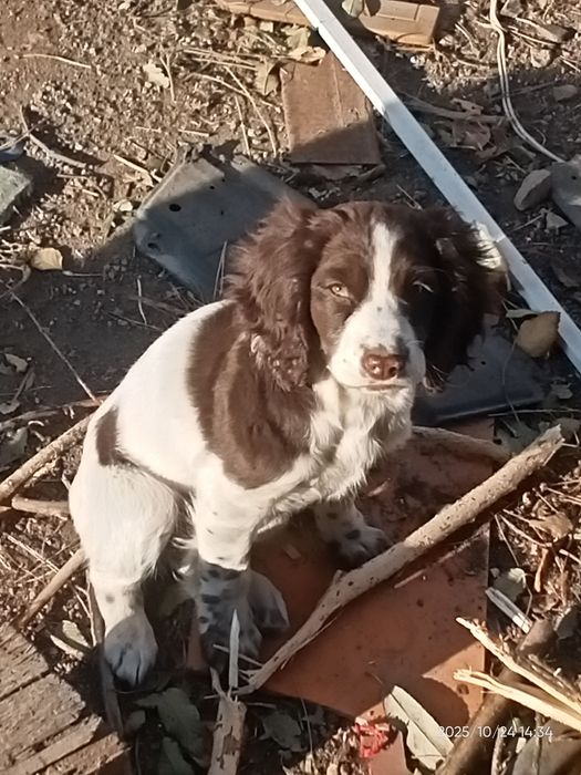 Щенок спаниель .