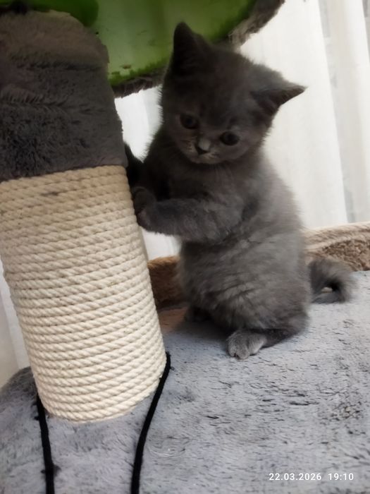 Продается шотландский котёнок Скотиш страйт