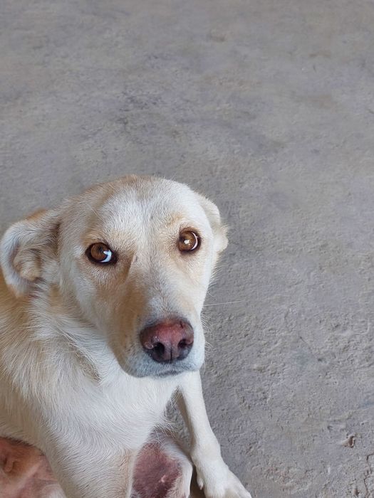 Пристраивается в добрую хорошую семью очень красивая девочка