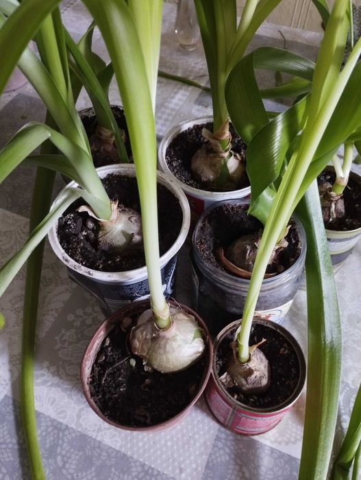 Продам Индийский лук. Район Саяхата.