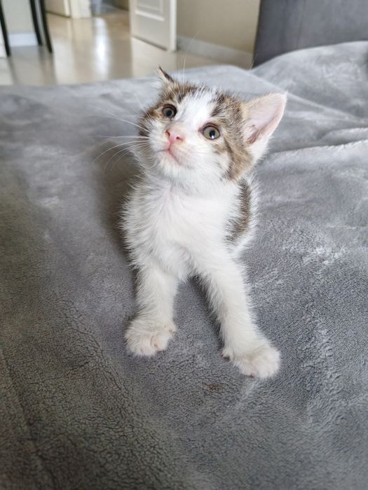 Отдадим котёнка в добрые руки