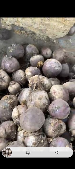 Картофель в Павлодаре