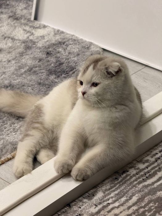 Скоттиш-фолд (шотландская вислоухая)